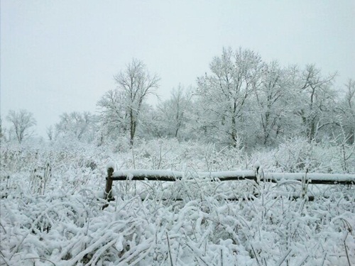 snow_scene_cdww_allison_frederick.jpg