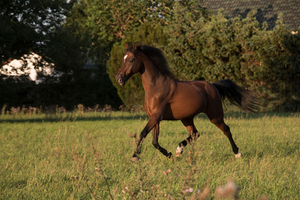 Equestrian Life