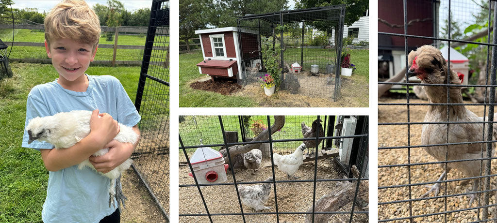 Raising and Keeping Chickens