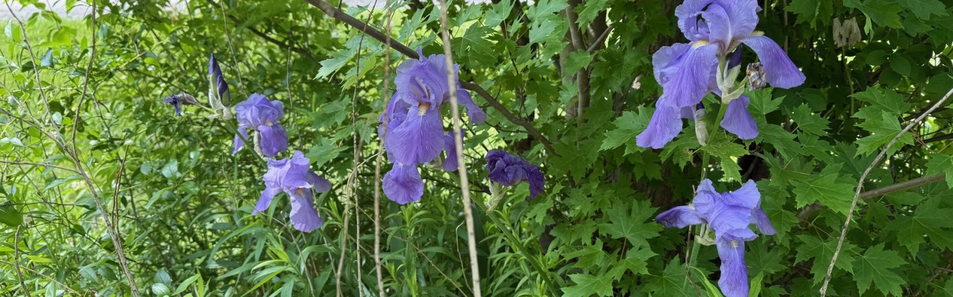 Flower 2 06.13.25